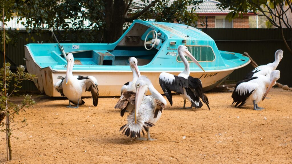 Featherdale Wildlife Park pelican