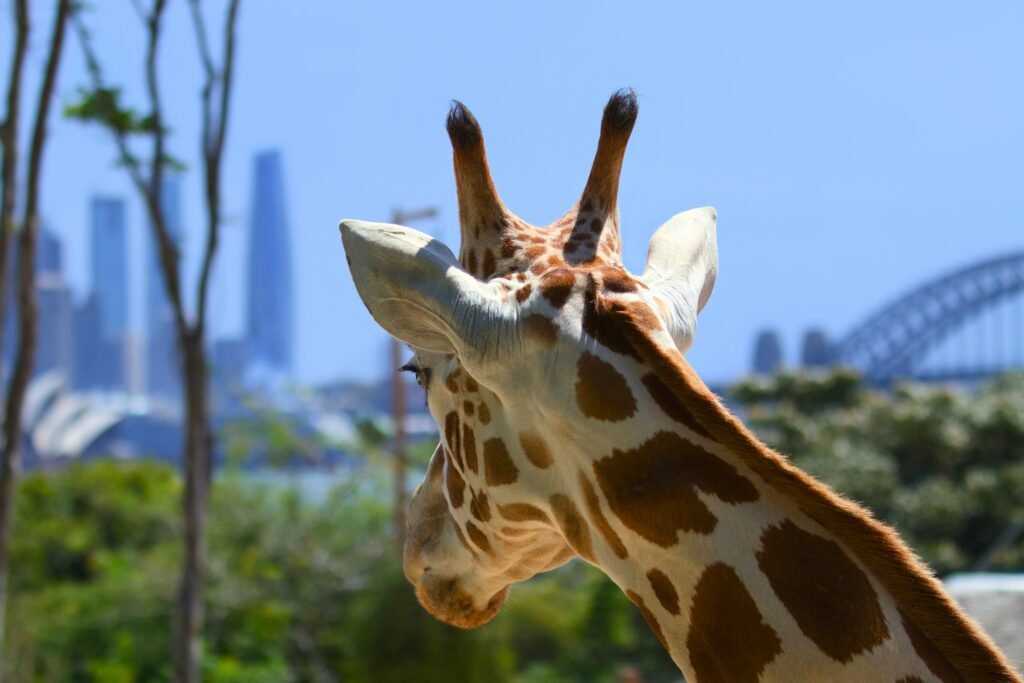 Jirrafe Taronga Zoo