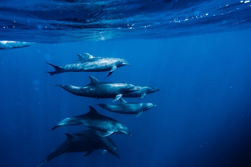 Dolphins