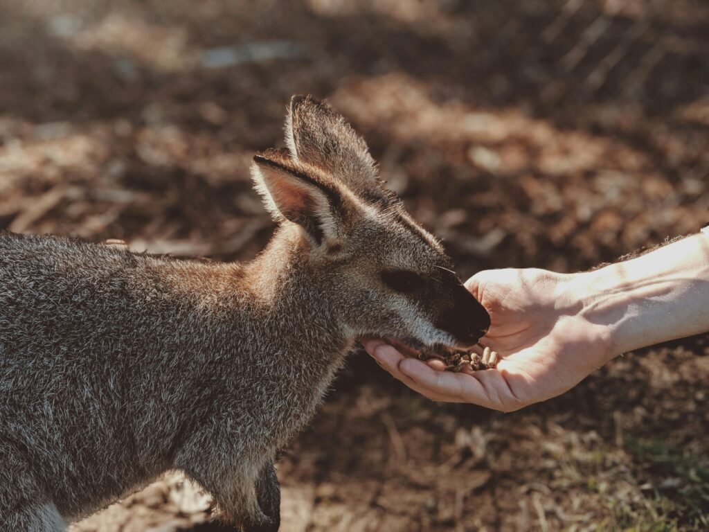 The Australian Reptile Park