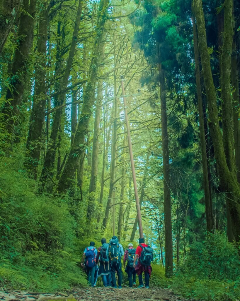 a group of people walking in the woods